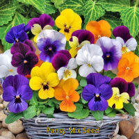 ปลูกง่าย ปลูกได้ทั่วไทย ของแท้ 100% 100Pcs เมล็ดพันธุ์ ดอกแพนซี่ Pansy Mix Seeds Bonsai Flower Seeds เมล็ดดอกไม้ ไม้ดอก เมล็ดพันธุ์ ต้นไม้ฟอกอากาศ บอนสี เมล็ดบอนสี แต่งบ้านและสวน Plants Seeds for Home &amp; Garden Planting