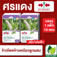 ผักซองศรแดงข้าวโพดข้าวเหนียวสวีทไวโอเล็ท F1 บรรจุแพ็คล่ะ 10 ซอง ราคา 230 บาท