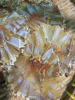Khô cá đuối xé tẩm gia vị vừa ăn, không mặn - ảnh sản phẩm 8