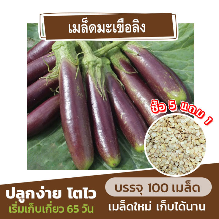 เมล็ดพันธุ์-มะเขือลิง-แบ่งขาย-100-เมล็ด-ซื้อ-5-แถม-1-คละได้