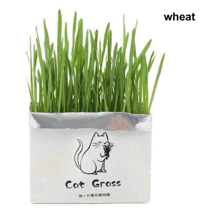 Cat Grass Digestion Growing Tray Starter Dish Greenhouse Hydroponics