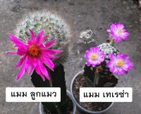 เกสรยิมโน แอสโตร ยิมโน เกสร ขายเกสร ยิมโนคาไลเซียม gymno gymnocalycium แมม โลบิเวีย