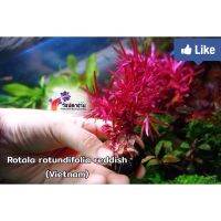 โรทาร่า เรดดิช (Reddish) 6 กิ่ง  Rotala rotundifolia reddish (Vietnam) ใบน้ำ 100% แดง สวย