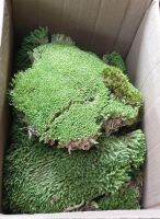 พืชจิ๋ว MOSS มอส เบาะสัตว์เลื้อยคลาน Terrarium Bonsai Decor. ป่าธรรมชาติ พรม No.002