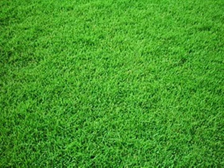 ขายส่ง-10-ออนซ์-เมล็ดหญ้านวลน้อย-manila-grass-temple-grass-หญ้าปูสนาม-สนามหญ้า-พืชตระกูลหญ้า-เมล็ดพันธ์หญ้า-ปูหญ้า-ปูสนาม-ชนิดหญ้า-หญ้ามาเลเซีย