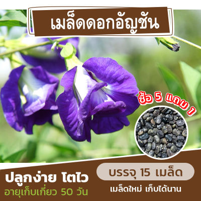 เมล็ดดอกอัญชัน สีม่วง ไพลิน 63 แบ่งขาย 15 เมล็ด (ซื้อ 5 แถม 1) คละชนิดได้