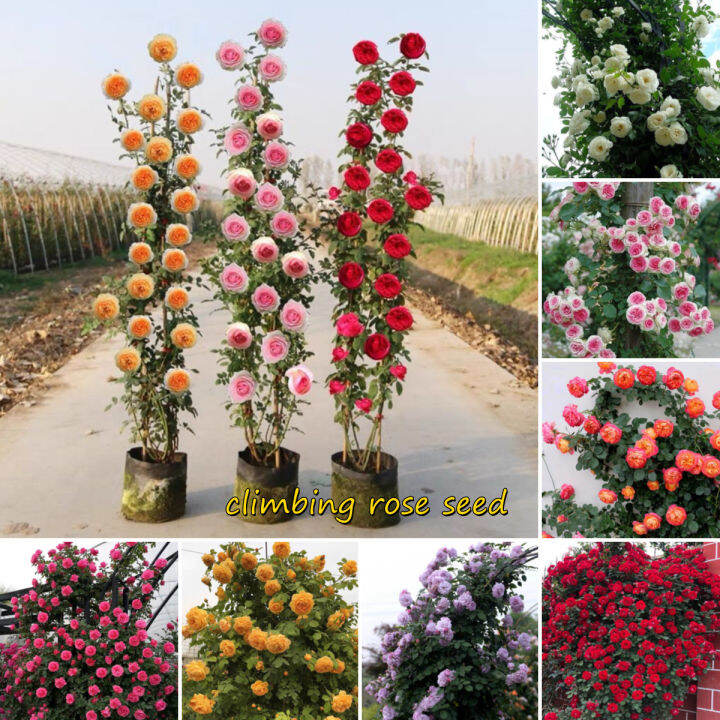 [Fast Grow] 100 Seeds Colorful Climbing Rose Seeds for Planting