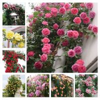 100PCS Mix Climbing Rose Seeds Flower Seed Perennial Flower Garden Decor Home Plant(ต้นไม้มงคล ต้นไม้ประดับ พันธุ์ดอกไม้ เมล็ดพันธุ์ดอกไม้ flower seeds เมล็ดพันธุ์พืช เมล็ดผัก ผักสวนครัว บอนไซ )