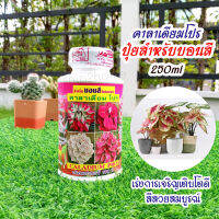 ปุ๋ยสำหรับบอนสี คาลาเดียมโปร 250ml ปลอดสารเคมี 100% เร่งการเจริญเติบโตดี สีสวยสมบูรณ์