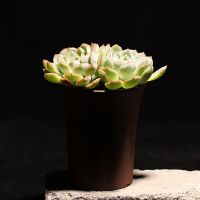 [COD] ceramic succulent plant Chinese style wholesale purple sand living room lazy flower Vientiane looks simple