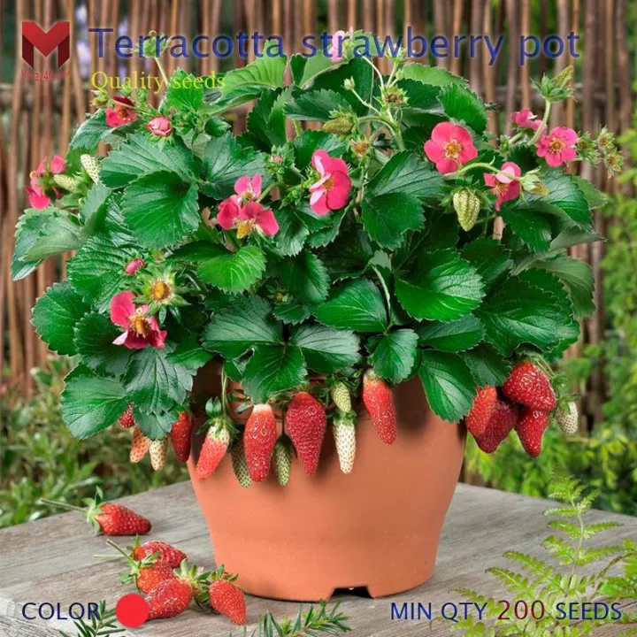 พันธุ์สตรอเบอรี่กระถาง Terracotta Strawberry Pot ทนร้อน (200 เมล็ด) |  Lazada.Co.Th