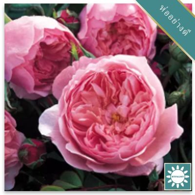 30 เมล็ด เมล็ดพันธุ์ กุหลาบ กุหลาบสีชมพู ควีน ออฟ สวีเดน Queen of sweden Rose Seeds ดอกใหญ่ นำเข้าจากต่างประเทศ พร้อมคู่มือ เมล็ดสด ใหม่