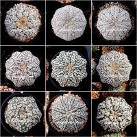 เมล็ดกระบองเพชร (Astrophytum asterias V star shape mix) 50-100 เมล็ด