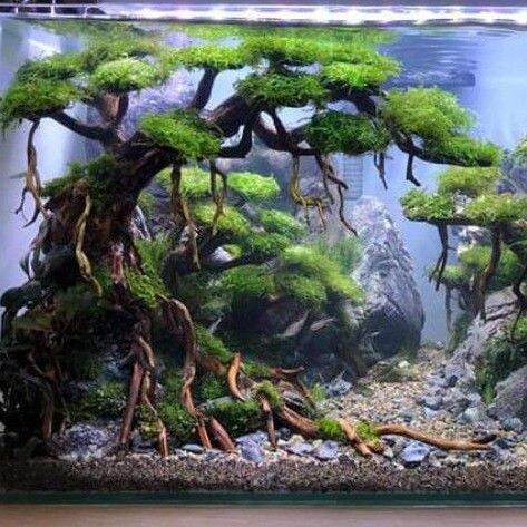 pohon bonsai tree on a stone doyong untuk aquarium aquascape | Lazada Indonesia