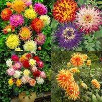 5 เมล็ด รักเร่แคคตัสคละสี - Mixed Cactus Dahlia