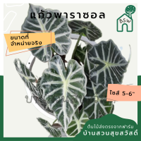 Alocasia parasol แก้วพาราซอล กระถาง 5-8 นิ้ว