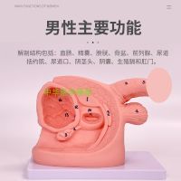 Male reproductive anatomy model and urethral catheterization mold inside and outside medicine USES human catheter intubation model AIDS