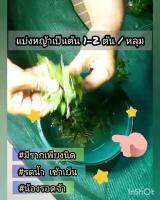 Woww สุดคุ้ม หญ้าไทเป[ปลูกแล้วไม่ต้องตัด‼️][5 ตร.ม.]✅ ราคาโปร พรรณ ไม้ น้ำ พรรณ ไม้ ทุก ชนิด พรรณ ไม้ น้ำ สวยงาม พรรณ ไม้ มงคล