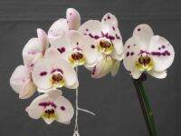 30 เมล็ดพันธุ์ เมล็ดดอกกล้วยไม้  ฟาแลนนอปซิส (Phalaenopsis Orchids) Orchid flower seeds อัตราการงอก 80-85%