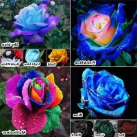 30 เมล็ด เมล็ดพันธุ์ Garden กุหลาบ สีฟ้า-ม่วง Rose seed ดอกใหญ่ นำเข้าจากต่างประเทศ พร้อมคู่มือ