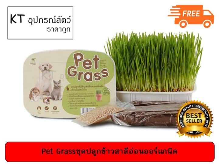 green-pet-pet-grass-ชุดปลูกต้นข้าวสาลีอ่อนออร์แกนิค-สำหรับสัตว์เลี้ยง-ส่งฟรี