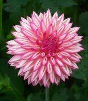 1 หัว /ชุุด เหง้า ต้นรักเร่ Dahlia Bulb สายพันธุ์ Valley Porcupine สีชมพู หัวรักเร่ ดอกไม้ ดอกรักเร่ รักแรกพบ เฟิร์สเลิฟ ดอกไม้นำเข้า พร้อมให้ดอก