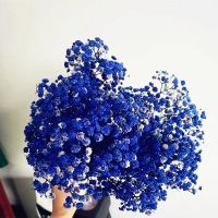 【LZ】◄♟  Flores Secas Hot Blue Gypsophila flores secas recém-chegados em 2023 para quarto decoração da sala presente do dia dos namorados