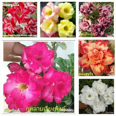 12 เมล็ด เมล็ดพันธุ์ ชวนชม สายพันธุ์ฮอลแลนด์ คละสี Adenium Seeds กุหลาบทะเลทราย Desert Rose ราชินีบอนไซ อัตรางอก 80-90% มีคู่มือปลูก