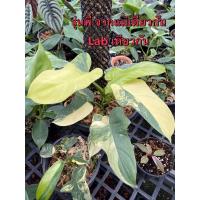 โปรโมชั่น ฟิโลไวโอลิน สายพันธุ์ด่าง (Philodendron violin variegated) ราคาถูก ไวโอลิน  ไวโอลินไฟฟ้า valencia บ่ารอง ที่รอง เอ็น คันชัก อุปกรณ์มาตรฐาน สายโปร ไนล่อน