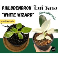 โปรแรง พร้อมส่ง  ไวท์วิสาจ (Philodendron White Wizard)  ในกระถาง 2.5 นิ้ว ต้นสวย โตแข็งแรง เก็บเงินปลายทาง