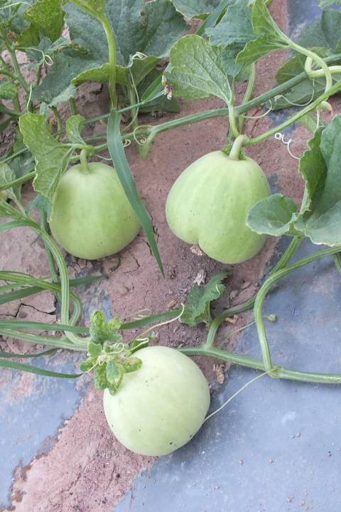 เมล่อนแอปเปิ้ล-melon-apple-seeds-เมล็ดพันธุ์เมล่อนแอปเปิ้ล-บรรจุ-5-เมล็ด-เมล่อน