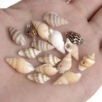 30pcs Conch Whelk Sea Seashell Spiral Shell Beads with Hole Smooth Loose Spacer Beads for Jewelry Making Bracelet Necklace Charm