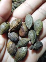 20 เมล็ด เมล็ดหูกระจง หูกระจง (Terminalia ivorensis) ต้นหูกระจง แผ่บารมี หูกระจงแคระ ของแท้ 100% อัตรางอกสูง 70-80 % มีคู่มือปลูก ปลูกในกระถางได้