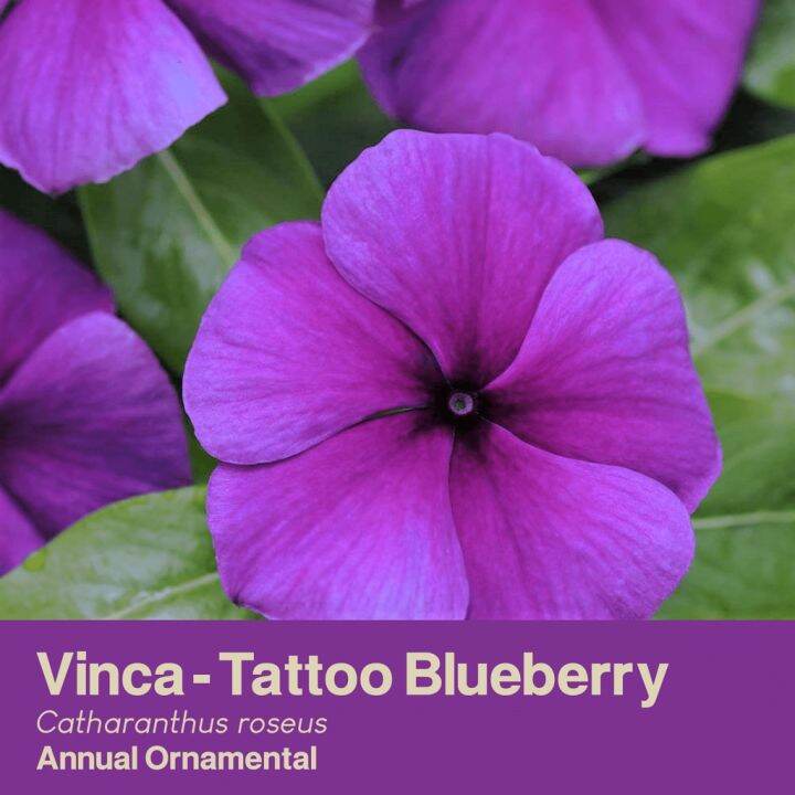 Vinca / Madagascar Periwinkle Flower Seeds Collection Greenome