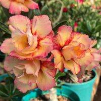 2 เมล็ด เมล็ดพันธุ์ ชวนชม สายพันธุ์ golden flower สีส้ม Bonsai Desert Rose Adenium Seed กุหลาบทะเลทราย ราชินีทะเลทราย บอนไซ มีคู่มือปลูก