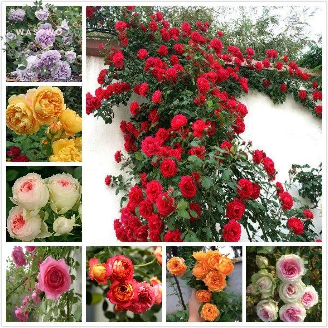 2PACK 10PCS Climbing Rose Seeds Bonsai Flower Seeds Flowers Plants For