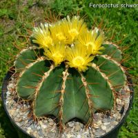 ขายดีอันดับ1 (huangcy)เพชร แคคตัส cacuts Ferocactus schwarzii /เฟโรแคคตัส สวาร์ซ Seeding ไม้เมล็ด 7-8cm ส่งทั่วไทย ต้นไม้ ฟอก อากาศ กระถาง ต้นไม้ ไม้ ประดับ ต้นไม้ ปลูก ใน บ้าน