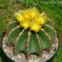 ( Promotion+++) คุ้มที่สุด (huangcy)เพชร แคคตัส cacuts Ferocactus schwarzii /เฟโรแคคตัส สวาร์ซ Seeding ไม้เมล็ด 7-8cm ราคาดี พรรณ ไม้ น้ำ พรรณ ไม้ ทุก ชนิด พรรณ ไม้ น้ำ สวยงาม พรรณ ไม้ มงคล