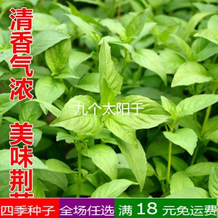 100% Original 50 seed Big Leaf Fineleaf Schizonepeta Herb Seed Green ...