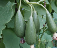 เมล็ดพันธุ์ บวบพวง Bunch Sponge Gourd บวบ บวบโบราณ 15 เม็ด อัตรางอกสูง