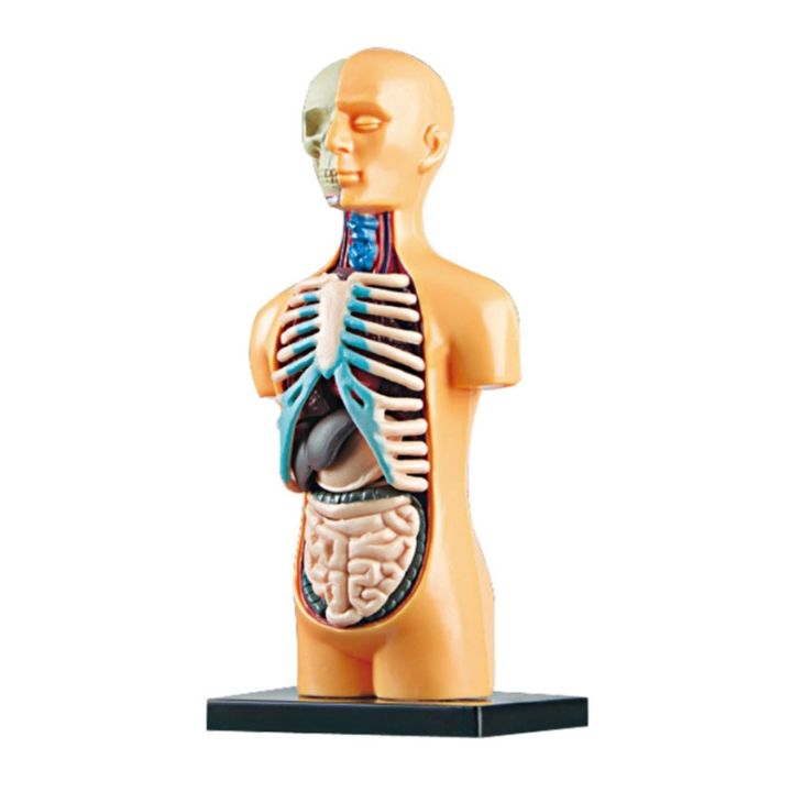 Tranh giải phẫu Cơ thể người The Human Body