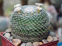 แมมนกฮูก (Mammillaria Microthele) 10 seeds