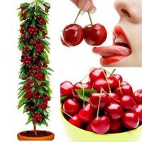 10 เมล็ด เมล็ดเชอร์รี (Cherry) Cherry Bonsai tree Seeds ของแท้ 100% อัตรางอกสูง 70-80% มีคู่มือปลูก