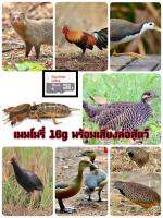 เมมโมรี่การ์ดเสียงล่อสัตว์​ 85​ เสียง​ 16G​