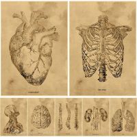 2023 ﹍☎ Vintage Anatomy Illustration Posters Retro Prints Rib Cage/Human Heart/Brain Poster Home Room Decor Medical Art Wall Painting