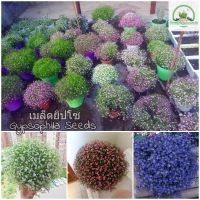 เมล็ดพันธุ์ ยิปโซ Mixed Gypsophila Seeds Flower Seeds ต้นดอกไม้สวยๆเมล็ดดอกไม้ พันธุ์ดอกไม้ ต้นไม้ประดับ ต้นไม้มงคล ต้นไม้ฟอกอากาศ ดอกไม้จริง ต้นบอนไซ ของแต่งสวน เมล็ดพันธุ์แท้ 100% ปลูกง่าย ปลูกได้ทั่วไทย (แต่ละแพ็คมี 200 เมล็ด - Seeds for planting)