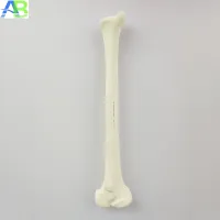 Andreas bond ASIABONES tibial around human body skeleton model medical teaching simulation model