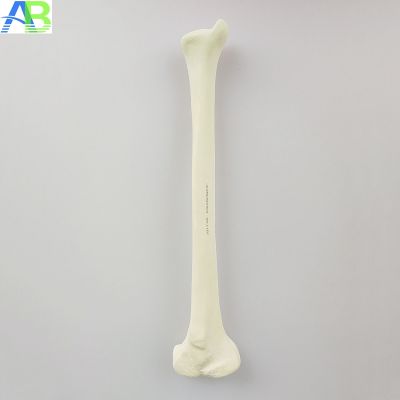 Andreas bond ASIABONES tibial around human body skeleton model medical teaching simulation model