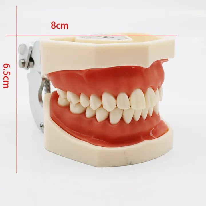 model Teeth model gum teeth Teaching Model Standard Typodont Model ...