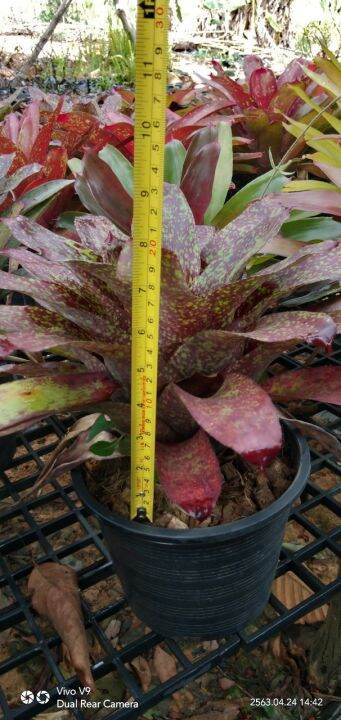 สับปะรดสี-neo-bromeliad-ไม้ประดับทนแล้ง-เป็นไม้ยอดนิยม-สีสันและลวดลายสวยงาม-จัดส่งพร้อมกระถาง8นิ้ว